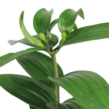 Load image into Gallery viewer, Lilium, Oriental, 1 gal, Big Smile