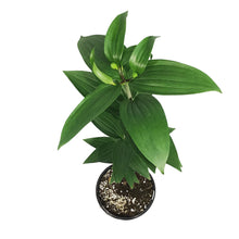 Load image into Gallery viewer, Lilium, Oriental, 1 gal, Big Smile