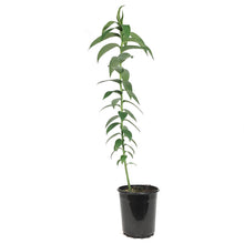 Load image into Gallery viewer, Lilium, Oriental, 1 gal, Captain Tricolor