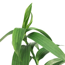 Load image into Gallery viewer, Lilium, Oriental, 1 gal, Captain Tricolor