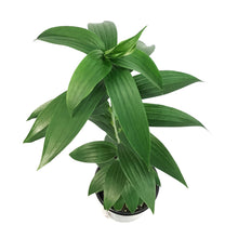 Load image into Gallery viewer, Lilium, Oriental, 1 gal, Captain Tricolor