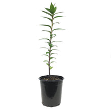 Load image into Gallery viewer, Lilium, Oriental, 1 gal, Double Roselily Anouska