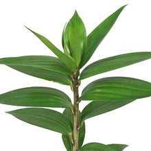 Load image into Gallery viewer, Lilium, Oriental, 1 gal, Double Roselily Anouska