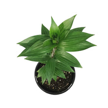 Load image into Gallery viewer, Lilium, Oriental, 1 gal, Double Roselily Anouska