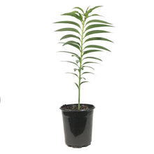Load image into Gallery viewer, Lilium, Oriental, 1 gal, Double Roselily Esra