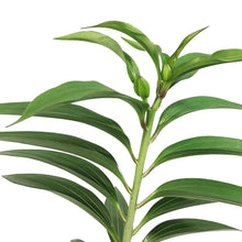 Load image into Gallery viewer, Lilium, Oriental, 1 gal, Double Roselily Esra