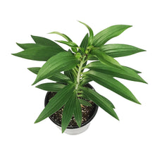 Load image into Gallery viewer, Lilium, Oriental, 1 gal, Double Roselily Esra