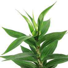 Load image into Gallery viewer, Lilium, Oriental, 1 gal, Sunny Camino