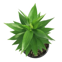 Load image into Gallery viewer, Lilium, Oriental, 1 gal, Sunny Camino