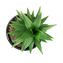 Load image into Gallery viewer, Lilium, Oriental, 1 gal, Sunny Keys