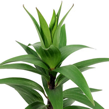 Load image into Gallery viewer, Lilium, Oriental, 1 gal, Sunny Keys
