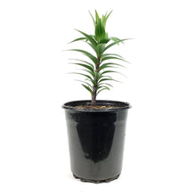 Load image into Gallery viewer, Lilium, Oriental, 1 gal, Sunny Keys