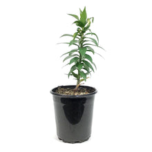 Load image into Gallery viewer, Lilium, Oriental, 1 gal, Sunny Okinawa