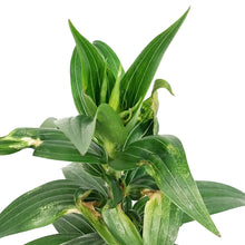 Load image into Gallery viewer, Lilium, Oriental, 1 gal, Sunny Okinawa