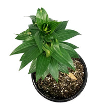 Load image into Gallery viewer, Lilium, Oriental, 1 gal, Sunny Okinawa