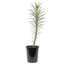 Load image into Gallery viewer, Lilium, Tiger, 1 gal, Red Velvet