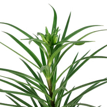 Load image into Gallery viewer, Lilium, Tiger, 1 gal, Red Velvet
