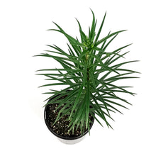 Load image into Gallery viewer, Lilium, Tiger, 1 gal, Red Velvet