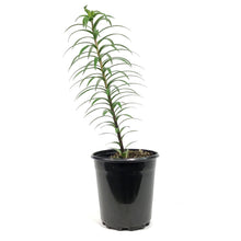 Load image into Gallery viewer, Lilium, Tiger, 1 gal, Tiger Babies
