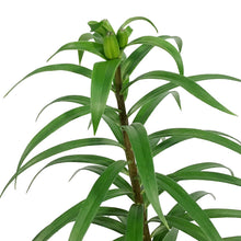 Load image into Gallery viewer, Lilium, Tiger, 1 gal, Tiger Babies