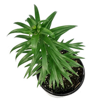 Load image into Gallery viewer, Lilium, Tiger, 1 gal, Tiger Babies