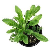 Load image into Gallery viewer, Papaver, 1 gal, Orientale Pink Pearl