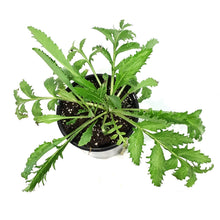 Load image into Gallery viewer, Papaver, 1 gal, Orientale White Ruffles