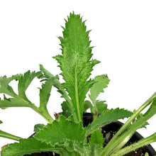 Load image into Gallery viewer, Papaver, 1 gal, Orientale White Ruffles
