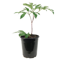 Load image into Gallery viewer, Peony, 1 gal, Celebrity