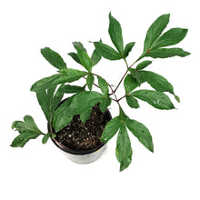 Load image into Gallery viewer, Peony, 1 gal, Celebrity