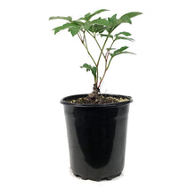 Load image into Gallery viewer, Peony, 1 gal, Festiva Maxima