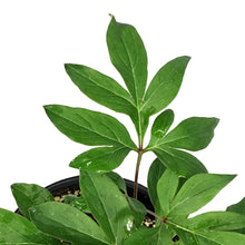 Load image into Gallery viewer, Peony, 1 gal, Festiva Maxima
