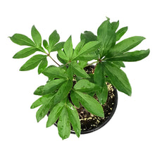 Load image into Gallery viewer, Peony, 1 gal, Festiva Maxima