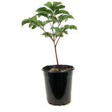 Load image into Gallery viewer, Peony, 1 gal, Francois Ortegat