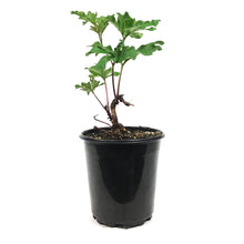 Load image into Gallery viewer, Peony, 1 gal, Lorelei