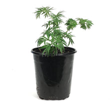 Load image into Gallery viewer, Peony, 1 gal, Tenuifolia Itoba Fern Leaf