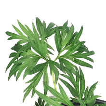 Load image into Gallery viewer, Peony, 1 gal, Tenuifolia Itoba Fern Leaf