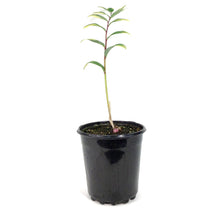 Load image into Gallery viewer, Polygonatum, 1 gal, Odoratum Variegatum