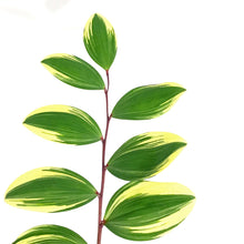 Load image into Gallery viewer, Polygonatum, 1 gal, Odoratum Variegatum