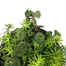 Load image into Gallery viewer, Sedum, 1 gal, Spreading Flaming Carpet
