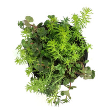 Load image into Gallery viewer, Sedum, 1 gal, Spreading Flaming Carpet