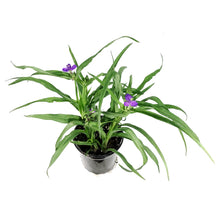 Load image into Gallery viewer, Tradescantia, 1 gal, Concord Grape