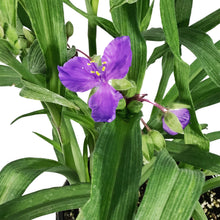 Load image into Gallery viewer, Tradescantia, 1 gal, Concord Grape