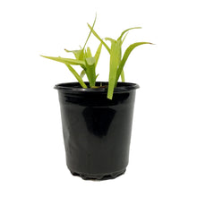 Load image into Gallery viewer, Tradescantia, 1 gal, Sweet Kate