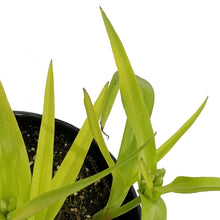 Load image into Gallery viewer, Tradescantia, 1 gal, Sweet Kate