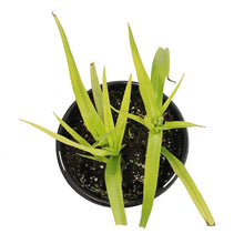 Load image into Gallery viewer, Tradescantia, 1 gal, Sweet Kate