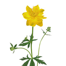 Load image into Gallery viewer, Trollius, 1 gal, Golden Queen