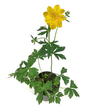 Load image into Gallery viewer, Trollius, 1 gal, Golden Queen