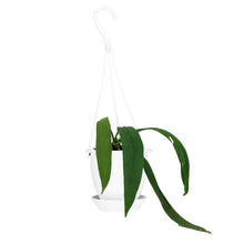 Load image into Gallery viewer, Anthurium, 4.5in HB, Vittarifolium