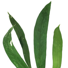 Load image into Gallery viewer, Anthurium, 4.5in HB, Vittarifolium